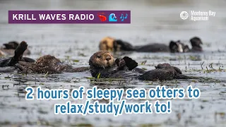 2 Hours of Sea Otters to Relax/Study | Lofi Hip Hop | Monterey Bay Aquarium Krill Waves Radio