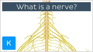 What is a Nerve? - Human Anatomy | Kenhub