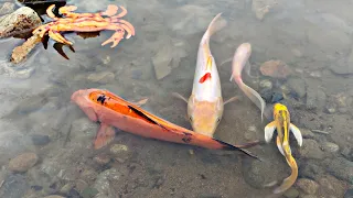 Get koi slayer, native ornamental fish, crabs, frogs, sharks, goldfish, nemo fish