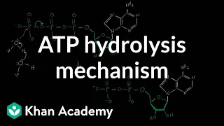 ATP hydrolysis mechanism | Biomolecules | MCAT | Khan Academy