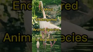 Top 10 World's Most Endangered Animal Species #shorts