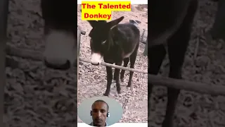 The Talented Donkey. Amazing! #shorts