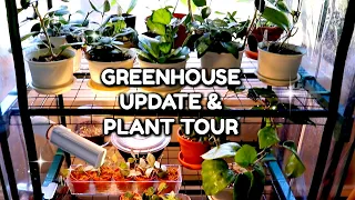 Updated Indoor Greenhouse Tour | What Houseplants I Keep in the Greenhouse