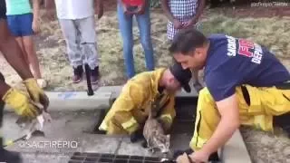 Sacramento Fire Department rescues kittens stuck in sewer drain