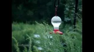 hummingbird in a storm