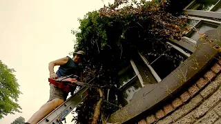 Extreme Vine Removal the finish (satisfying)