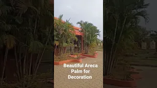 Beautiful Areca Palm for Garden decoration #shorts