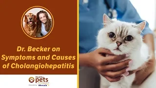 Dr. Becker on Symptoms and Causes of Cholangiohepatitis