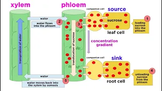 Types of Plant Tissues