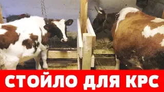 СТОЙЛО для КОРОВЫ и БЫКА. СОДЕРЖАНИЕ КРС