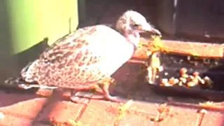Baby Seagull Eating Cat Food