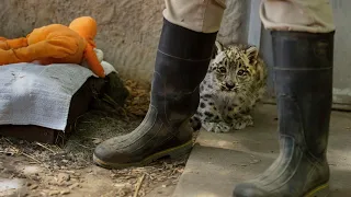 Watch the Sacramento Zoo's  adorable baby snow leopard learn to walk