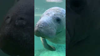 Unbelievable Manatee Encounter! Over 100 in the same spot!