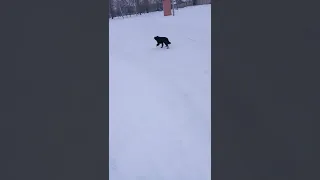 как бежит собака