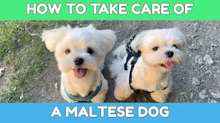 HOW TO TAKE CARE OF A MALTESE DOG: EVERYTHING YOU NEED TO KNOW 🎓