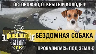 Бездомная собака провалилась под землю посреди города. Её спасли очевидцы | Видеодозор