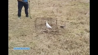 GŁOGÓW. Gołąb miał być przynętą, a wskazał kłusownika