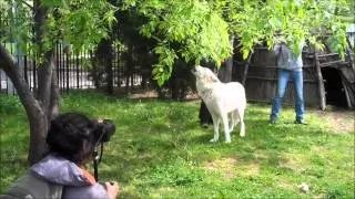 A Howl of Thanks Part1- ATKA  Teaching PS98M @ Inwood Park