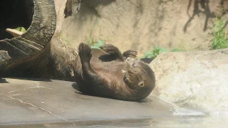 River Otters LA Zoo Rainforest Exhibit 6-1-2017