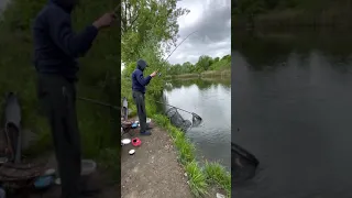 Вываживание карася на пикер