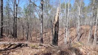 Alabama Bigfoot A Day Hunt