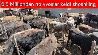 Qirg'iziston buqalari susanbilga keldi shoshiling zo'rlaridan kelgan