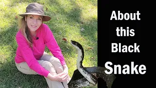 Why this Black SNAKE is Special 🐍 #blacksnake
