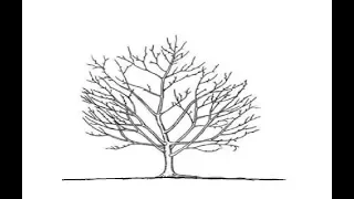 Основные принципы обрезки плодовых деревьев