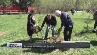 Лес Победы высадили в  Автозаводском парке в Нижнем Новгороде