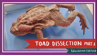 Toad Dissection (Part 1. External Anatomy & Legs) || A Double Life [EDU]