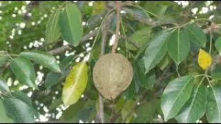 A fruta que faz você correr para o trono