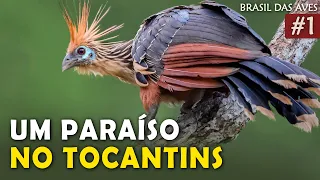 AVES RARAS NO TOCANTINS (Ep.1 BRASIL DAS AVES) | Centro de Pesquisa Canguçu