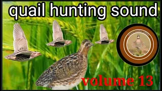 quail hunting sound//batair ki awaz//voice of batair//@Sawalhunting-sn9vs