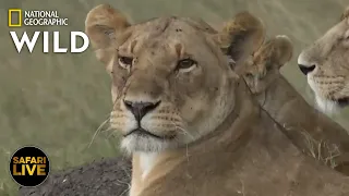 Safari Live - Day 314 | Nat Geo Wild