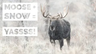 Bull Moose In An October Snow Storm - Wildlife Photography in Jackson Hole