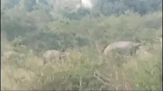 Sri lanka elephant