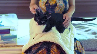 Cat obsessed with grooming time