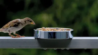 Sparrow Slow Motion | Sparrow Feed | 4K Video