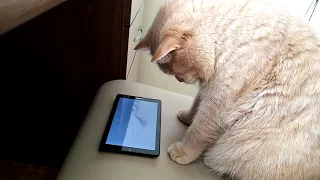 Игры для кошек! Кот и планшет! Cat and tablet!