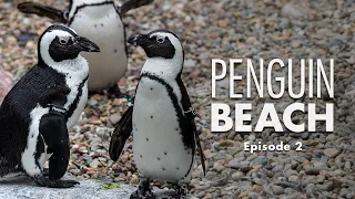 Penguin Beach | Episode 2 – Bonds Fierce and Fragile