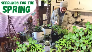 Seedlings for The Spring. Asian Vegetables and more. Gardening Life in Finland. Simple Life.