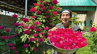 Picking Roses and Making ROSE Jam, Three sisters Dolma, Chicken Recipe