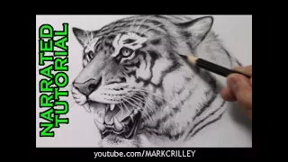 How to Draw a Tiger [Narrated Step-by-Step Tutorial]