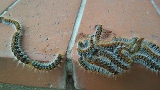 A procession of Processionary Caterpillars