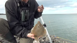 UK Sea Fishing for Plaice in the Dee Estuary - Mostyn, North Wales