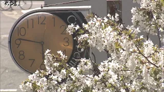 【希望】震災乗り越え…"仮設"美容室に咲く桜　～関西 桜ストーリー～