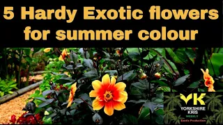 5 Hardy Exotic Colourful flowers for summer