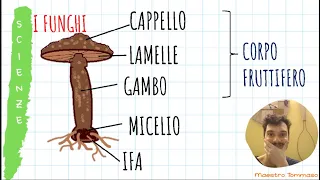 IL REGNO DEI FUNGHI - Video lezione di scienze per la classe quarta di scuola primaria.