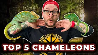 The BIGGEST Chameleon on Earth and 5 More You've Never Heard Of!