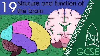 The Brain - Neuopsychology, GCSE Psychology [AQA]